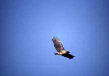 青空の中を羽ばたく黒褐色の横斑が特徴のクマタカを見上げるように撮影した写真