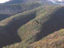 紅葉した山々を背景に大きく羽を広げて飛ぶイヌワシを横から撮影した写真