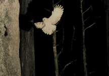 夜の森で翼を広げ木の間を飛ぶ白いフクロウの写真