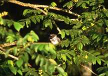 濃い緑の葉に囲まれた枝にヤマセミが止まる写真