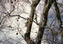 葉を落とした木の幹に赤い腹を持つアカゲラがとまる写真