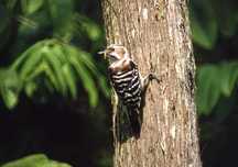 木の幹にとまり嘴を木に差し込む縞模様のコゲラの写真