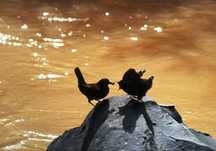 夕陽に照らされた川面を背景に岩の上で向かい合う二羽のカワガラスの写真
