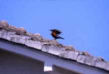 青空の下、瓦屋根の上で羽を広げるイソヒヨドリの写真