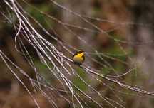 細い枝に黄色い腹を見せてとまるキビタキの写真