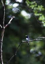 森の中の細い枝に青黒い体と白い腹を持つオオルリがとまる写真