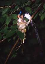 巣にとまった尾羽の長いサンコウチョウが雛に餌を与える写真