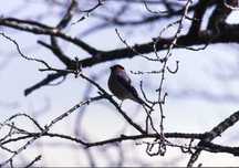 葉を落とした枝に赤い胸の小鳥のウソがとまる冬景色の写真