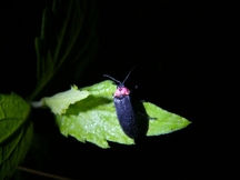 暗闇の中、緑の葉の上にとまる赤い胸と黒い体のホタルの接写写真