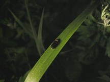 暗闇の中、細長い葉の上に小さなヒメボタルがとまっている写真