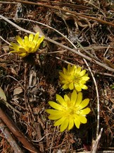 土の上に散乱した小枝や落ち葉の間から、鮮やかな黄色の福寿草が三輪咲いている様子を真上から捉えた写真