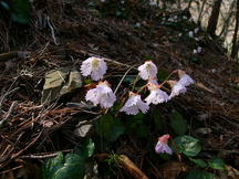 落葉や枯れ枝に覆われた地面から、繊細なフリル状の花びらを持つ薄いピンク色のイワウチワが数輪咲いている写真。