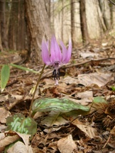 森林の地面に広がる枯れ葉の間から、淡いピンク色の花びらが反り返ったカタクリの花が一輪、斑点模様の葉を伴って咲いている写真