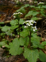 湿った土から生える、丸い葉を持つ白い小さな花を咲かせるワサビが写っている写真