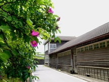 茶色い板張りの建物に沿って、道路脇に咲く鮮やかなピンクのハマナスの花々を前景に入れた写真