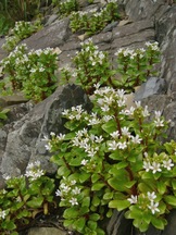 傾斜した岩肌から生える、肉厚の葉と茎の先に小さな白い花を密集させて咲かせているハマボッスが写っている写真
