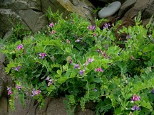 岩場に自生する、紫やピンクの小さな花をつけた葉の茂みが写っている写真