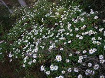 細い道沿いに広がる緑の葉と白い花を密集させて咲かせている、たくさんのハマギクを斜め上から捉えた写真