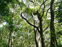 森林を構成する背の高い木々の、曲がりくねった枝と葉が上空を覆い、木漏れ日が差し込んでいる様子を捉えた写真