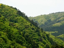 木々が生い茂る緑豊かな山肌が連なり、柔らかな新緑と深い緑が混在している風景を遠くから捉えた写真