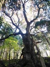 ごつごつとした太い幹から高く枝を広げ、木漏れ日を受けて輝く葉が空に伸び上がる姿を下から見上げた蔵王権現のケヤキの写真