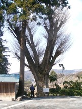 広い場所に、太く大きな落葉樹が枝を大きく広げてそびえ立つ普門院のイチョウ写真