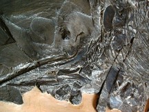 恐竜の骨格の一部が岩に埋もれて化石として残っている様子を接写したウタツギョリュウの化石の写真