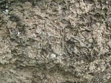 岩の表面にびっしりと重なるように小さな貝殻のような化石が埋まっているトリゴニア化石の写真