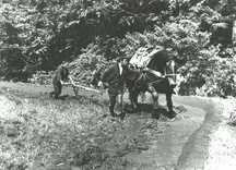 牛を使って農作業を行っている人と後ろで作業を補助している人がおり、馬には農具が取り付けられ田んぼの土を耕す犂のようなものを引いている様子を撮影した白黒写真