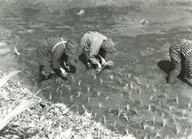 水の張られた田んぼの中で、3人の人物がかがんだ姿勢で手作業による田植えをしている様子の白黒写真