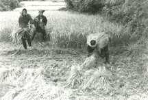 稲が実った田んぼで、1人はかがんで稲を束ねており、2人は刈った稲を持っている収穫風景の白黒写真