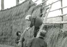 竹で組んだはせに、収穫した稲を干している3人の人物がおり1人ははしごに登って稲を掛け、下の2人が稲束を手渡している収穫風景の白黒写真