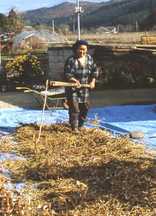 女性が青いシートの上で、木製の農具を使って豆打ち作業をしている様子の写真