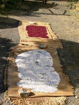 地面に敷かれたわらで編んだ敷物の上に、白と赤紫色の豆類がそれぞれ広げられて乾燥されている様子の写真