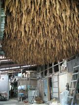 納屋のような建物の天井から、無数の茶色い葉が逆さにつるされている様子の写真