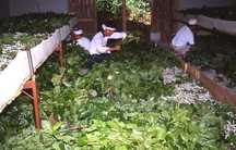 部屋の中にたくさんの桑の葉が広げられ、数人の人がその中で作業をしている様子の写真