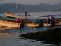 数人の漁師が、並んだ小型の漁船から身を乗り出して海の中をのぞき込んでいるウニとりの様子の写真