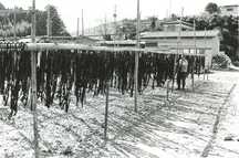 広い屋外の地面に、たくさんの細長いワカメが竹の棒にかけられて吊るされているワカメ干しの様子を撮影した白黒写真