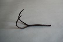 先端が二股に分かれ先が鋭く湾曲している鉄製のウニかぎの写真