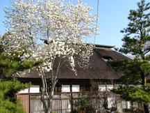 庭に満開の白い花を咲かせたコブシの木が立ち、後ろに茅葺き屋根の古民家が建っている写真