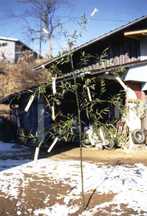 雪の残る家の庭先に細い竹が立てられ、その枝に白い紙垂が結び付けられているアワボヒエボを写した写真