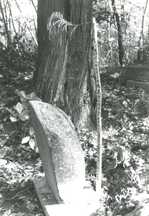 森の中にある苔むした古い墓石と木の幹が写されており、表面がやや丸みを帯びた墓石とその横にある細い杉の枝には文字が書かれている三十三回忌の杉塔婆の写真