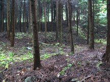 薄暗い杉林の中、地面には落ちた枝葉が積もり、所々に苔や草が生える入谷寺跡の写真