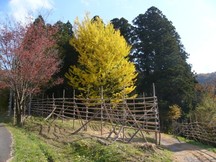 黄葉したイチョウと紅葉した木が並び、背後に濃緑の杉林が広がる中、木柵に囲まれた道が続く山谷寺跡の写真