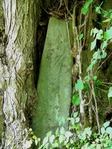 千本桂の木の根元に挟まれるようにして古い石碑が立っている、払川千本桂の板碑の写真