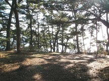 逆光の中で、多数の松の木が立ち並ぶ林の風景を捉え、地面には木々の影が長く伸びている写真