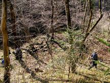 木々がまばらに生える林の斜面に苔むした石の列が見える砂金流し掘り跡を高い位置から写した写真