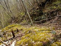 山の斜面に緑色の苔が一面に広がり、倒木や切り株が点在し、細い木々がまばらに生えている尾根の露天掘り跡/十枚岩産金跡の写真