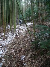 雪が薄く積もった竹林の細道を2人の人物が往来している、米谷道の写真