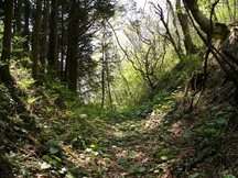 木漏れ日が差し込む山中の細道に新緑の草が茂り、両側に杉林と落葉樹が迫る静かな林道の写真